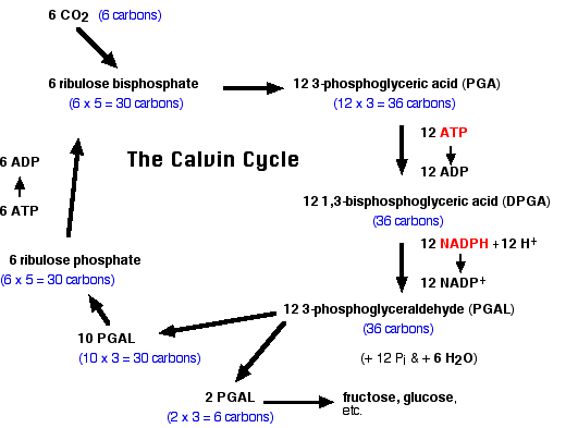 Where do the enzymatic reactions of the Calvin cycle take place?