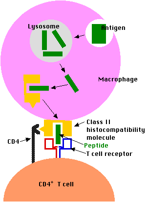 How many T-cells do people normally have?