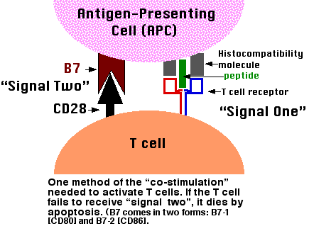 3 Signals For B Cell Activation