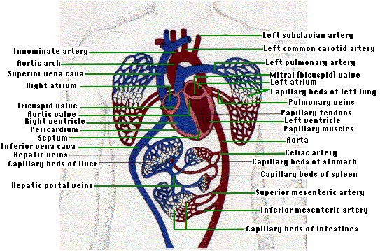 The_Human_Circulatory_System