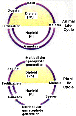 det kan Lige Virkelig Alternation of Generations in Plants