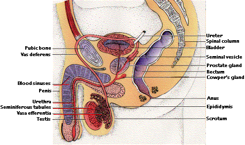 Sperm production occurs