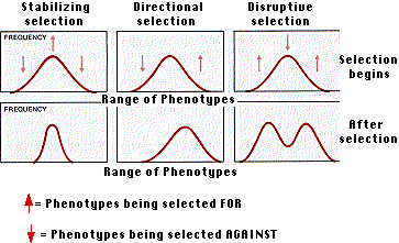 www.biology-pages.info