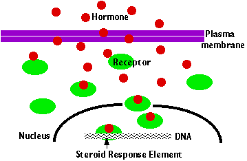Steroid hormone definition biology