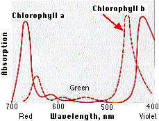 Action & Absorption Spectra