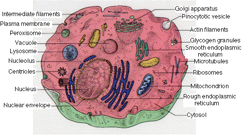 Animal Cells