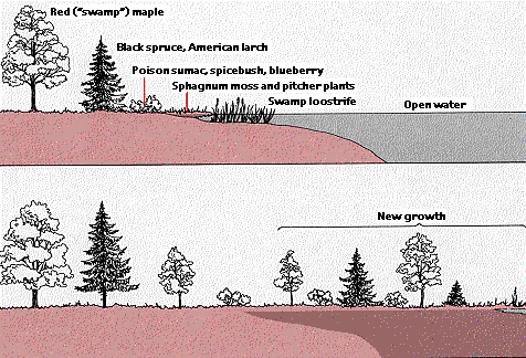 Plant Succession Plant Succession