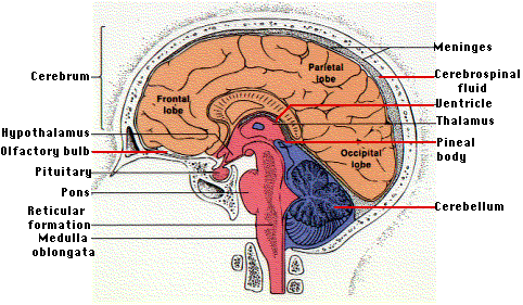 The Central Nervous System