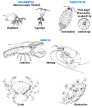 platyhelminthes ecdysozoans