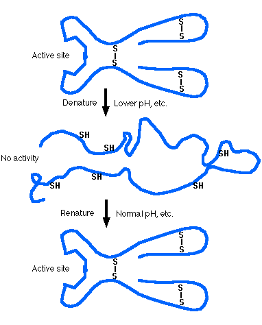 Rules Of Protein Structure