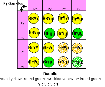 genetic linkage diagram