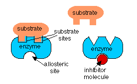 catalase substrate