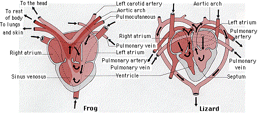 Animal Circulatory Systems