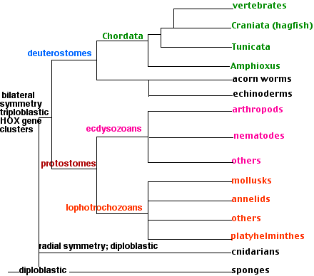 Invertebrate clade-rev4