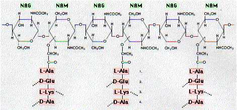 Antibiotics Antibiotics
