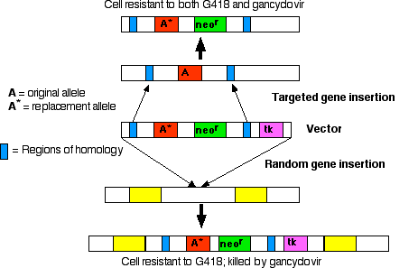 Transgenic Animals Transgenic Animals
