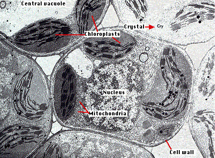 animal cell electron microscope