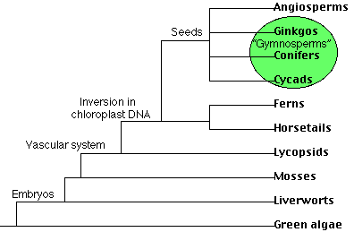 vascular plant cladogram