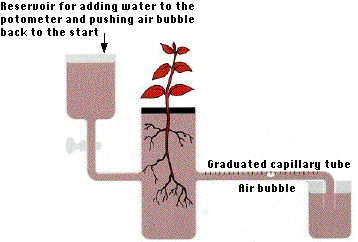 rate of transpiration experiment