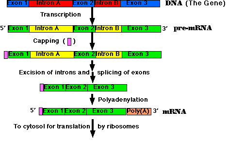 Pre-mRNA スプライシング