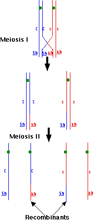 genetic linkage diagram