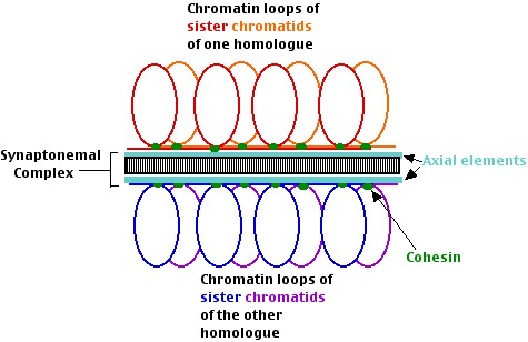 Meiosis