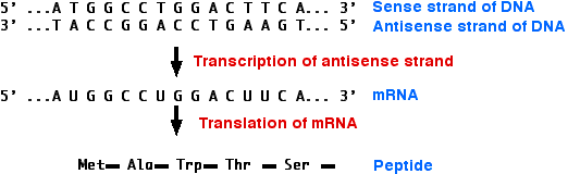 transcription