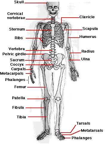 https://www.biology-pages.info/S/Skeleton.gif