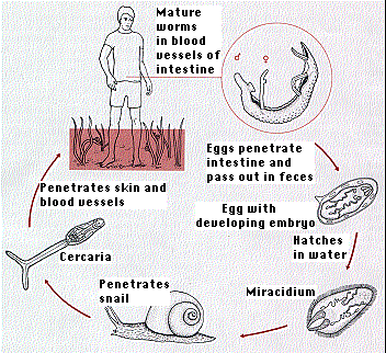phylum platyhelminthes protostome vagy deuterostome