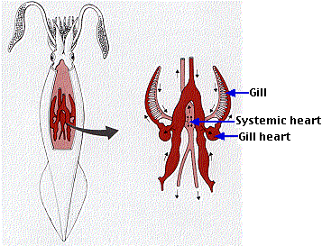 Animal Circulatory Systems