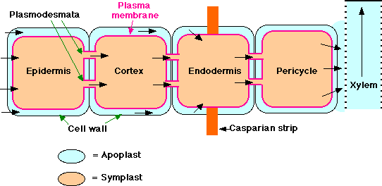 Water and Mineral Transport