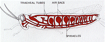 Tracheal Breathing