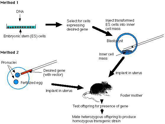 Transgenic Animals Transgenic Animals
