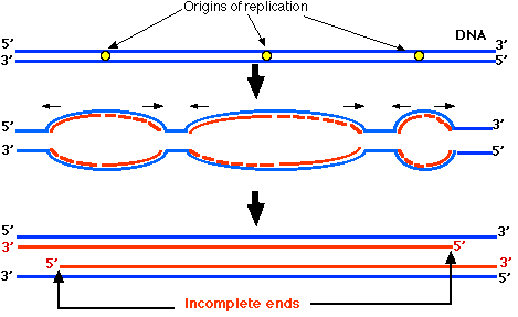 telomere3.gif