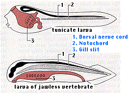The Vertebrates