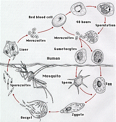 slime mold life cycle animation